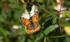 Lycaena phlaeas pseudophlaeas