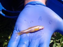 Chrosomus erythrogaster