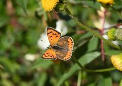 Lycaena phlaeas pseudophlaeas