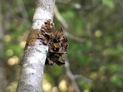 Tuckermanopsis sepincola