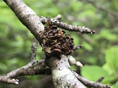 Tuckermanopsis sepincola