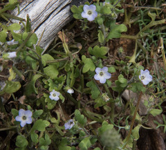Nemophila parviflora var. parviflora