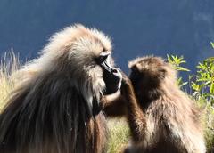 Theropithecus gelada