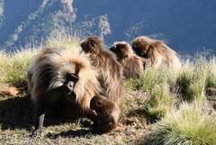 Theropithecus gelada