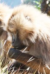 Theropithecus gelada