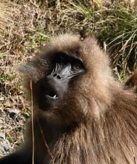 Theropithecus gelada