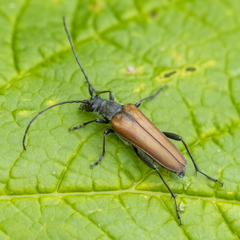 Trachysida mutabilis