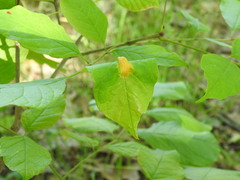 Puccinia sparganioidis