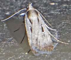 Tathorhynchus exsiccata