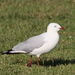 Silver Gull - Photo (c) Arthur Chapman, some rights reserved (CC BY-NC-SA)