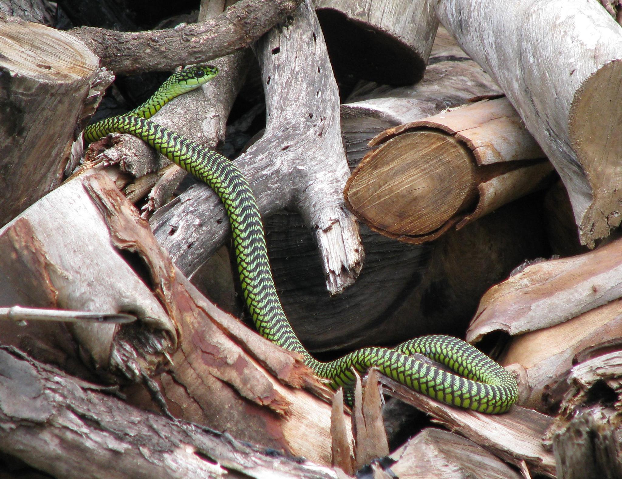 Species image