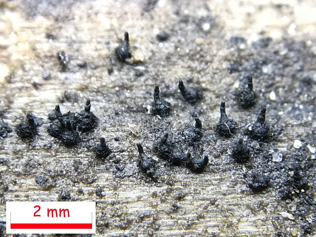 Xenospadicoidales