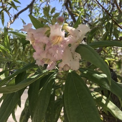 × chitalpa tashkentensis