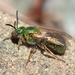 Golden Sweat Bee - Photo (c) Denis Doucet, some rights reserved (CC BY-NC), uploaded by Denis Doucet
