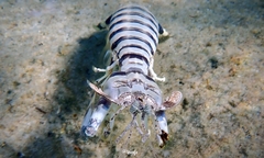 Lysiosquillina maculata