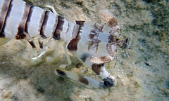 Lysiosquillina maculata