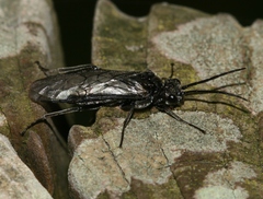 Dolerus niger