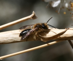 Andrena haemorrhoa