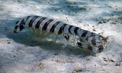 Lysiosquillina maculata