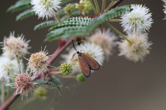 Pyromorpha latercula