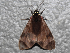 Dysschema leucophaea