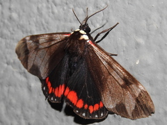 Dysschema leucophaea