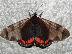 Dysschema leucophaea