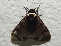 Dysschema leucophaea