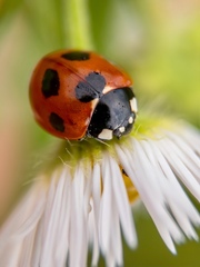 Coccinella septempunctata