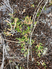 Selaginella wallacei