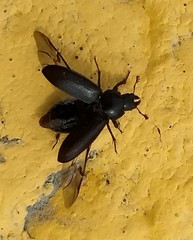 Platycerus depressus
