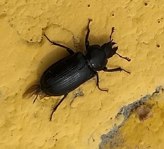 Platycerus depressus