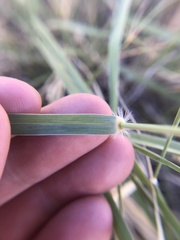 Sporobolus contractus