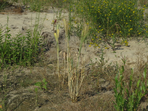 Triticum aestivum