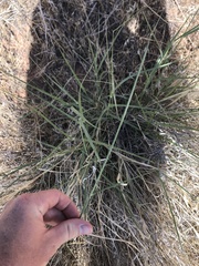 Sporobolus contractus