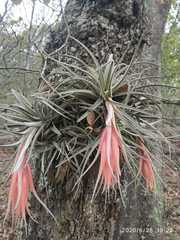 Tillandsia erubescens
