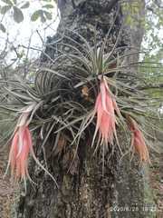 Tillandsia erubescens