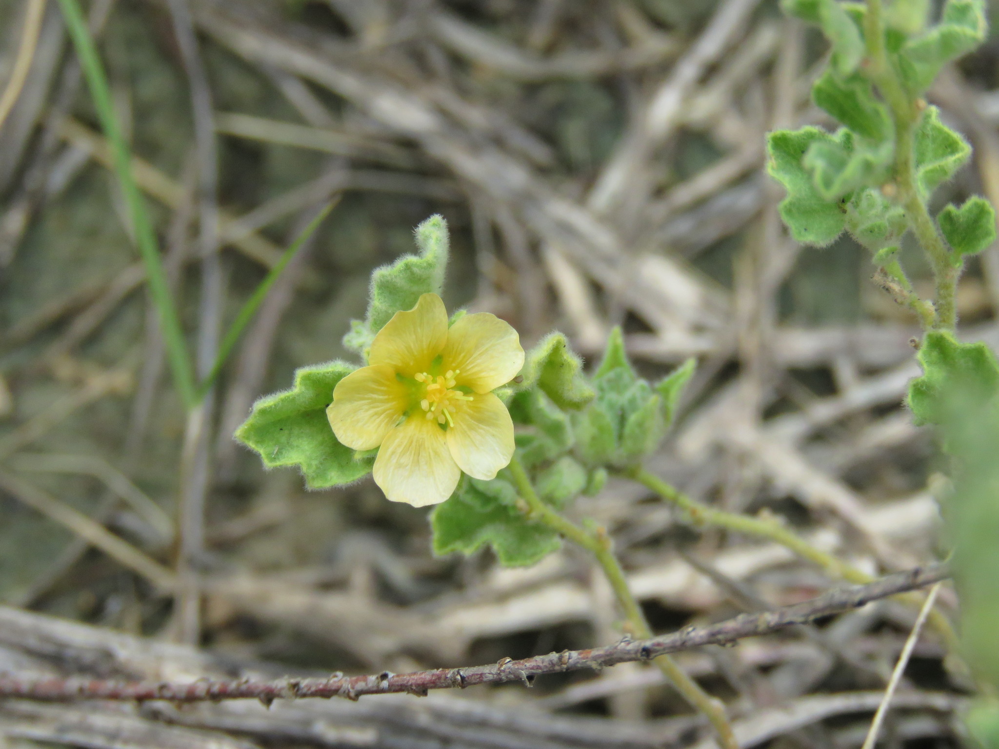 Billieturnera