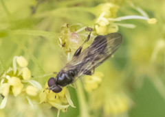 Sphegina