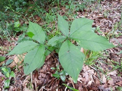 Arisaema quinatum