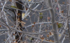 Spinus barbatus