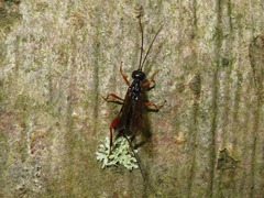 Helconidea ruspator