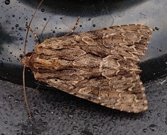 Apamea monoglypha