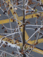 Spinus barbatus