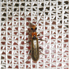 Podabrus cavicollis