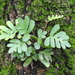 Resurrection Fern - Photo (c) Pedro Alanis, some rights reserved (CC BY-NC), uploaded by Pedro Alanis
