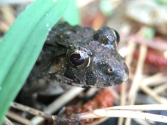 Glandirana rugosa