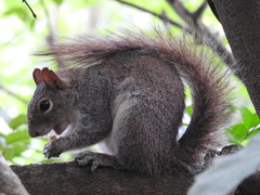 Sciurus alleni