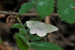 Cyclophora albipunctata