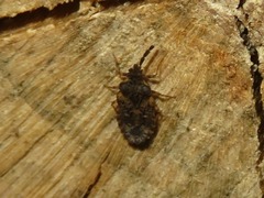 Aradus depressus